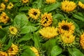 Beautiful lush bouquet of sunflowers. Close-up. Postcard Royalty Free Stock Photo