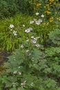 Beautiful lush Bush Hybrid Japanese Anemone