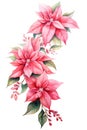 Beautiful lush Christmas pink poinsettia garland on white background, detailed watercolor illustration