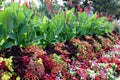 Beautiful lush coleus and begonia plants and tall flowers in bright colors of yellow and green in landscaped garden Royalty Free Stock Photo