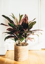 Beautiful lush Cordyline Red Edge in jute pot