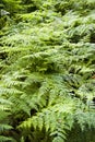 Beautiful lush ferns