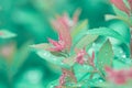 Beautiful lush foliage in rain drops in a spring garden. leaves are turquoise and pink. dreamlike natural background