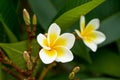 A beautiful lush frangipani planted in the garden Royalty Free Stock Photo