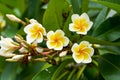 A beautiful lush frangipani planted in the garden Royalty Free Stock Photo