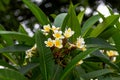 A beautiful lush frangipani planted in the garden Royalty Free Stock Photo