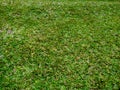 Beautiful lush green carabao grasses, green background, nature background, textures in nature