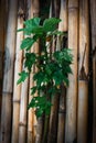 A beautiful lush green Chaya plant with leaves growing on a bamboo fence in a garden. Bamboo background with a tree Royalty Free Stock Photo