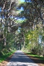 Beautiful lush green leafy tree lined avenue in the Tuscan countryside Royalty Free Stock Photo