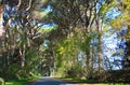 Beautiful lush green leafy tree lined avenue in the Tuscan countryside Royalty Free Stock Photo