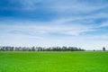 Beautiful lush green rice field and blue sky Royalty Free Stock Photo