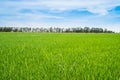 Beautiful lush green rice field and blue sky