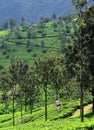 beautiful lush green tea garden of coonoor, located on nilgiri mountain foothills near ooty hill station