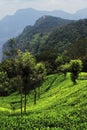 beautiful lush green tea garden of coonoor, located on nilgiri mountain foothills near ooty hill station