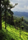 beautiful lush green tea garden of coonoor, located on nilgiri mountain foothills near ooty hill station
