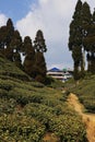 beautiful lush green tea garden of darjeeling, famous gopaldhara tea estate near mirik Royalty Free Stock Photo