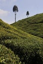 beautiful lush green tea garden of darjeeling, famous gopaldhara tea estate near mirik Royalty Free Stock Photo