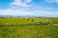 Beautiful lush green vineyard on a sunny summer day, view from the top Royalty Free Stock Photo