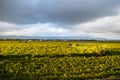 Beautiful lush green vineyard on a sunny summer day, view from the top Royalty Free Stock Photo