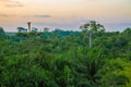 Beautiful lush green West African rain forest during amazing sunset, Liberia, West Africa