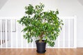 Beautiful lush houseplant Ficus benjamina, commonly known as weeping fig, benjamin fig or ficus tree. Royalty Free Stock Photo