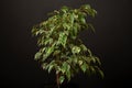 Beautiful lush houseplant Ficus benjamina, commonly known as weeping fig, benjamin fig or ficus tree growing in modern Royalty Free Stock Photo