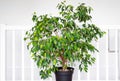 Beautiful lush houseplant Ficus benjamina, commonly known as weeping fig, benjamin fig or ficus tree. Royalty Free Stock Photo