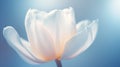 Beautiful lush large tulip bud on a blue background close-up. White flower with petals