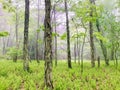 Beautiful lush misty forest on the Appalachian Trail in Virginia Royalty Free Stock Photo