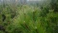 Beautiful, lush pine branches with long needles selective focus