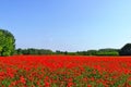 beautiful lush red poppy field in panoramic view. spring scene. green trees in the background. Royalty Free Stock Photo