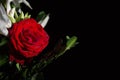 Beautiful lush red rose close, black background