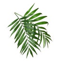 Beautiful lush tropical leaves isolated on white