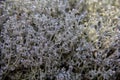 Beautiful lush white moss flowers closeup.