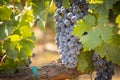 Beautiful Lush Wine Grape Bushels In The Vineyard Royalty Free Stock Photo