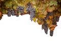 Harvest Time Wine Grapes and Leaves in the Vineyard Border Isolated on a White Background Royalty Free Stock Photo