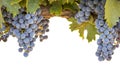 Purple Wine Grapes and Leaves in the Vineyard Border Isolated on a White Background Royalty Free Stock Photo