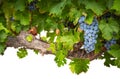Wine Grapes and Leaves in the Vineyard Border Isolated on a White Background Royalty Free Stock Photo