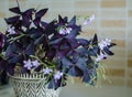Beautiful luxurious young butterfly plant