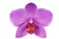 Beautiful luxury purple orchid flower head isolated on white background. Royalty Free Stock Photo