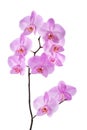 Beautiful luxury purple orchid flower isolated on white. Royalty Free Stock Photo