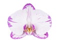 Beautiful luxury white-magenta orchid flower head isolated on white background.