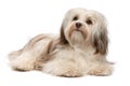 Beautiful lying chocolate Havanese dog Royalty Free Stock Photo