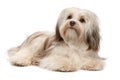 Beautiful lying chocolate Havanese dog