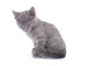 Beautiful lying small blue cat is isolated on a white background Royalty Free Stock Photo