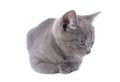 Beautiful lying small blue cat is isolated on a white background Royalty Free Stock Photo