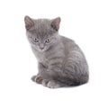 Beautiful lying small blue cat is isolated on a white background Royalty Free Stock Photo