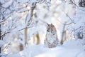 Beautiful lynx cat cub in the cold winter forest Royalty Free Stock Photo