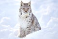 Beautiful lynx cub sits in the cold snow Royalty Free Stock Photo