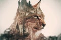 Beautiful modern design lynx with double exposure nature background Royalty Free Stock Photo